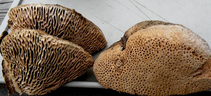 Phellinus  robustus